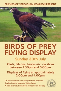 birds of prey 2017