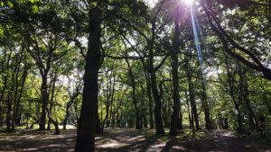 streatham woods june 2017 L O'Grady