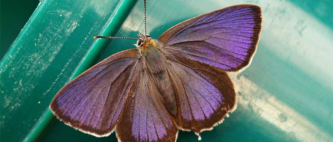 Purple Hairstreak Butterfly survey Wednesday 17th July 2019:  7.00pm