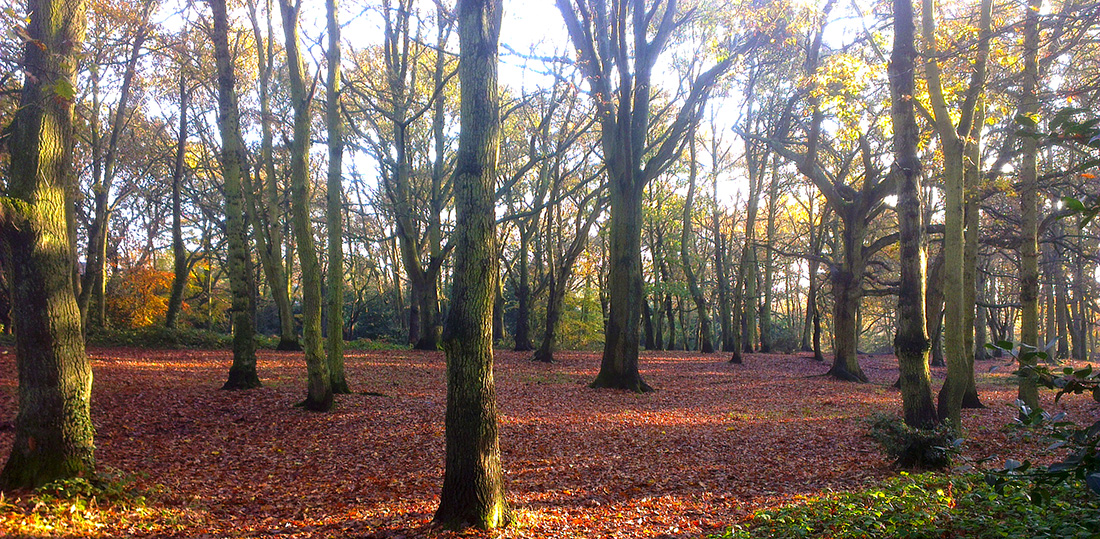 Streatham Common’s woodland to receive funding