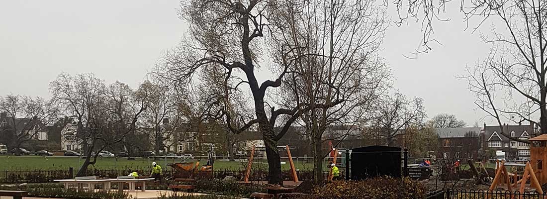 Playground to lose tree due to safety concerns