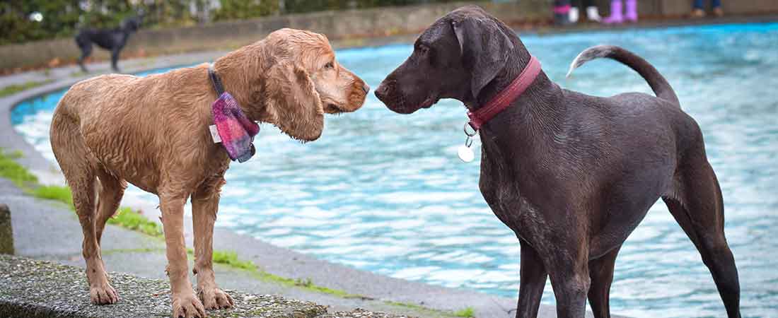Doggy Splash Day Fundraiser 2019: Report